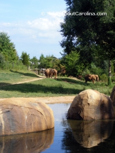 Gorgeous Elephant Habitat at NC Zoo 